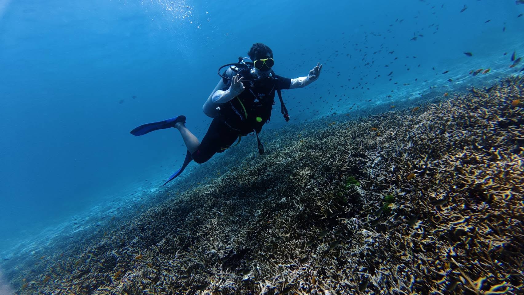 Scuba Diving - 3 Dives - (King Cruiser, Shark Point & Koh Dok Mai) - 1  Full Day Trip — image 4
