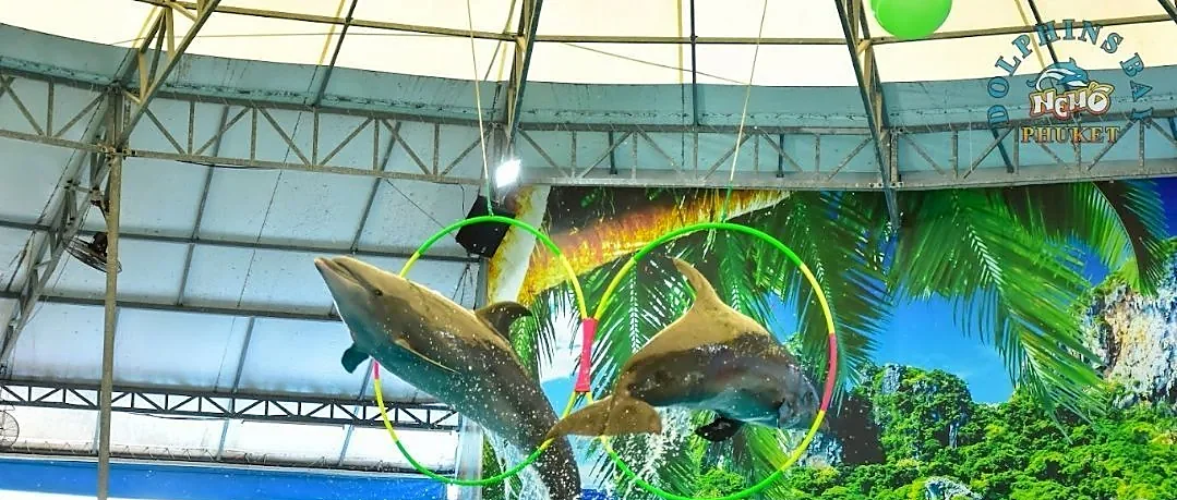 Dolphin tour deluxe seat experience in Phuket, rows C and D offering premium close-up views
