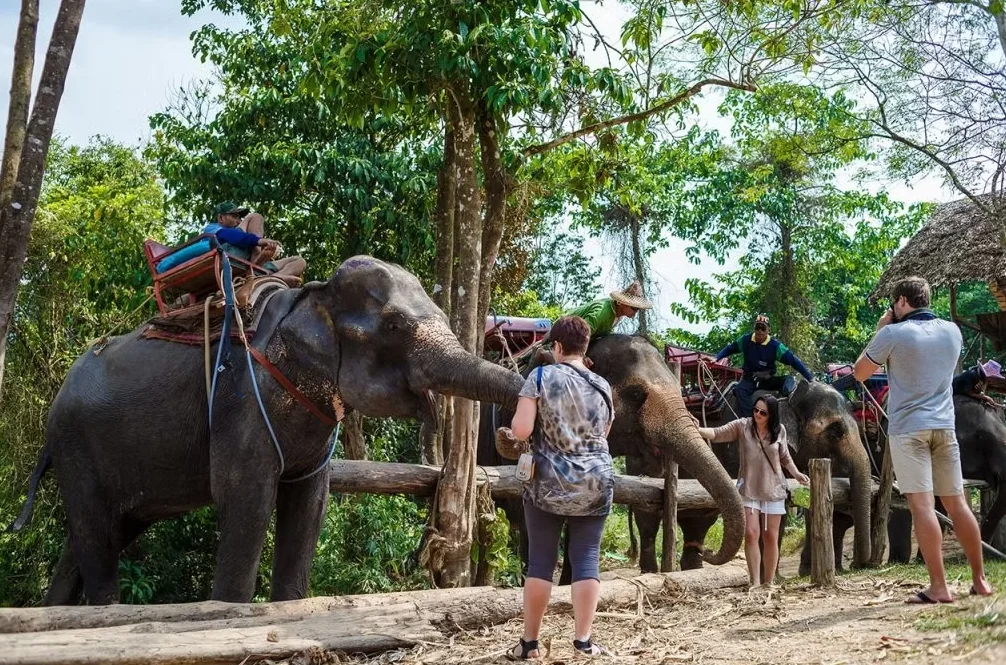 Khao Sok - 1 Day Tour - (Elephant Bathing, Canoeing) + Lunch + National Park Fee + SIC Transfer - (Pick up Phuket) — image 8