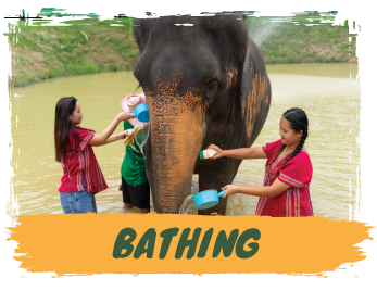 Elephant Sanctuary 1.30 hours - Feed & Shower + SIC Transfer - (Morning / Afternoon) — image 1