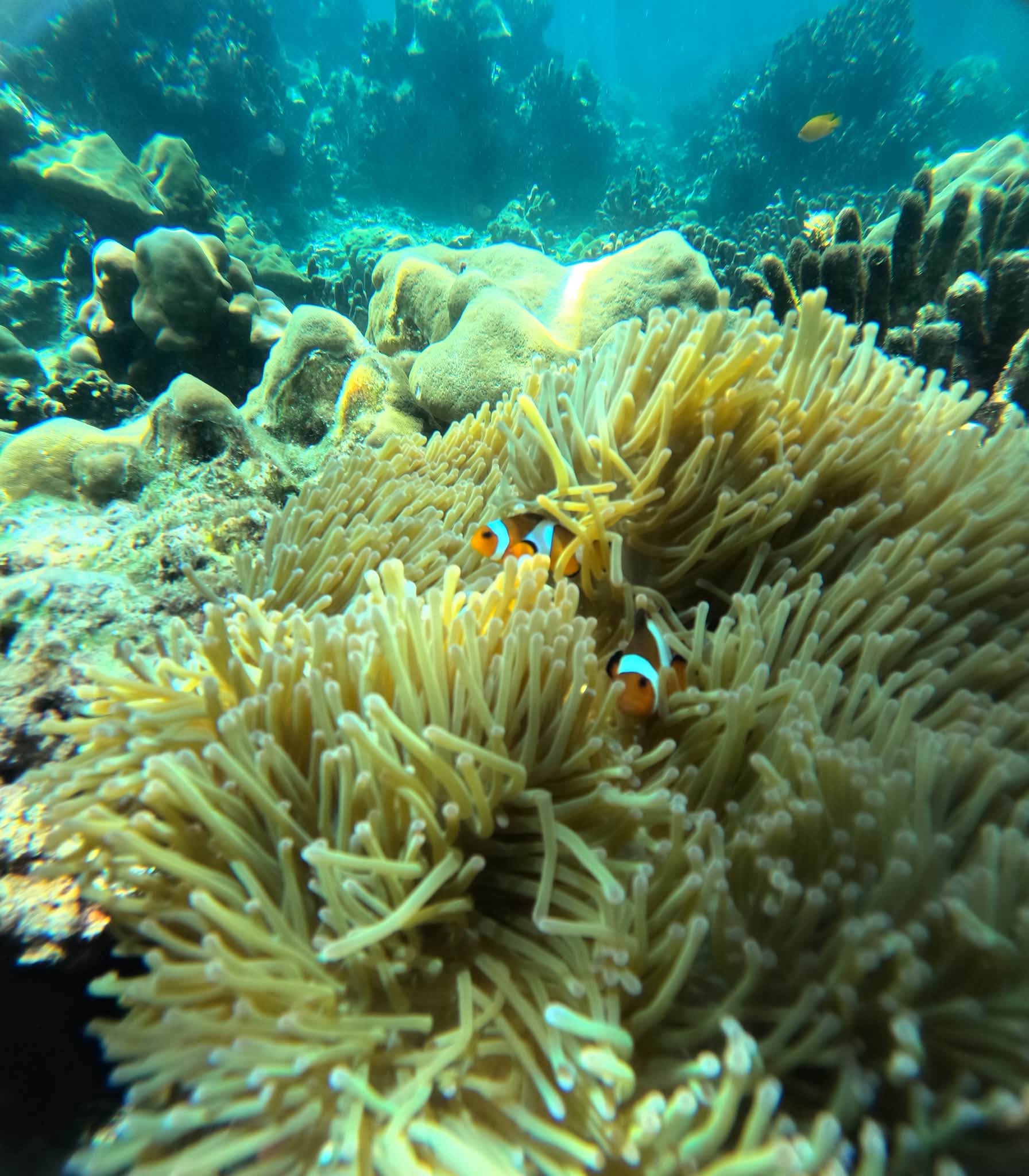 Koh Rok + Koh Ha Island Tour (By Speed Boat) + Lunch + SIC Transfer (Included National Park Fee)  — image 18
