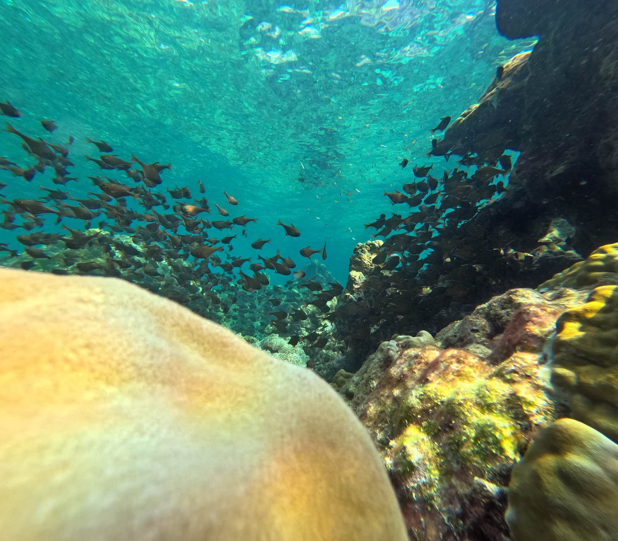 Koh Rok + Koh Ha Island Tour (By Speed Boat) + Lunch + SIC Transfer (Included National Park Fee)  — image 15