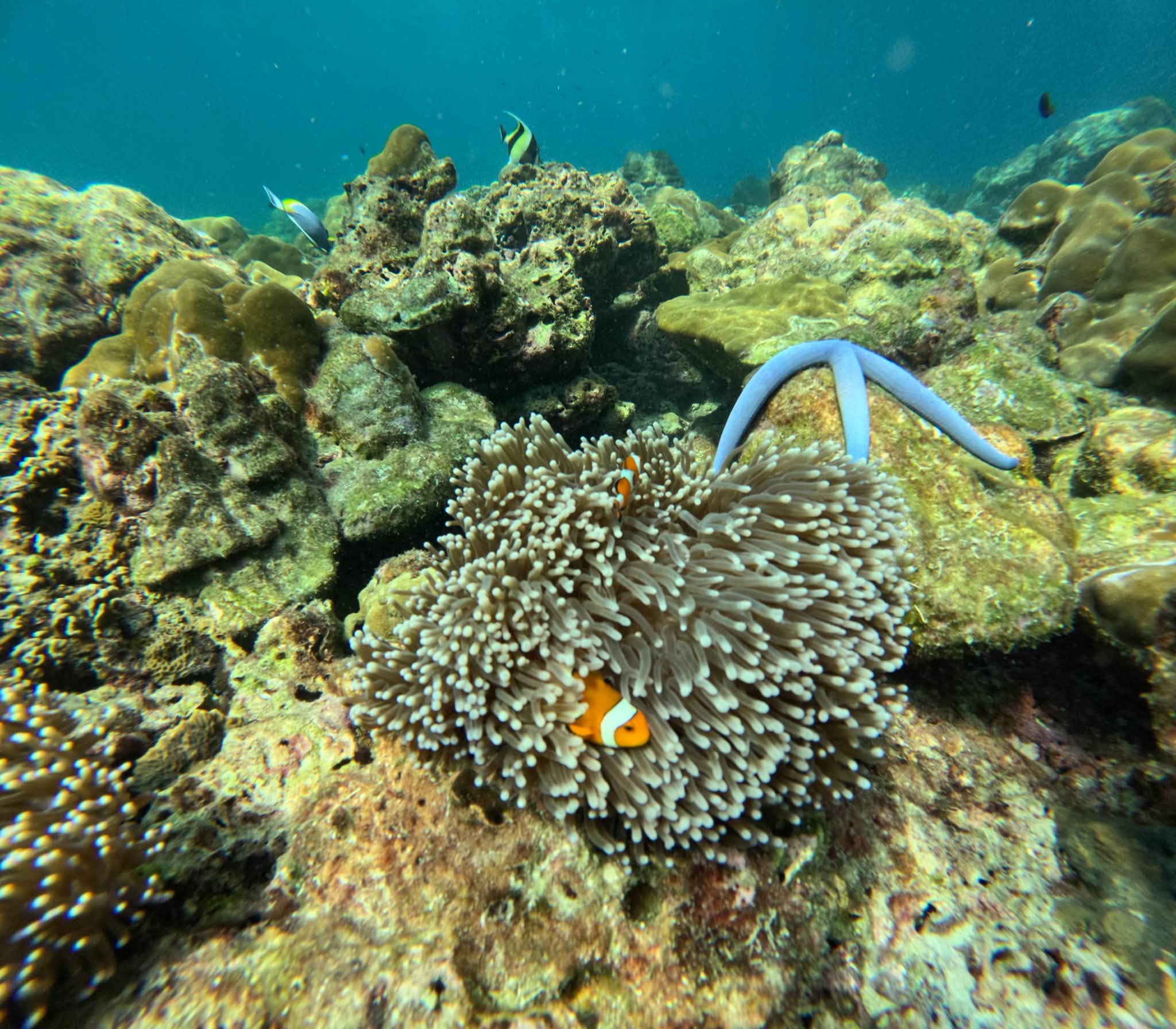 Koh Rok + Koh Ha Island Tour (By Speed Boat) + Lunch + SIC Transfer (Included National Park Fee)  — image 21