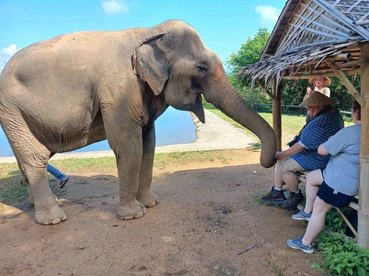 Elephant roaming a sanctuary on Samui Island during a guided tour
