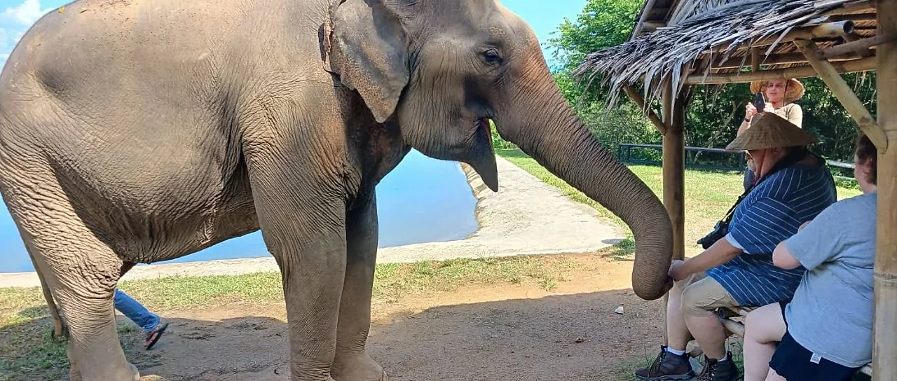 Elephant roaming a sanctuary on Samui Island during a guided tour
