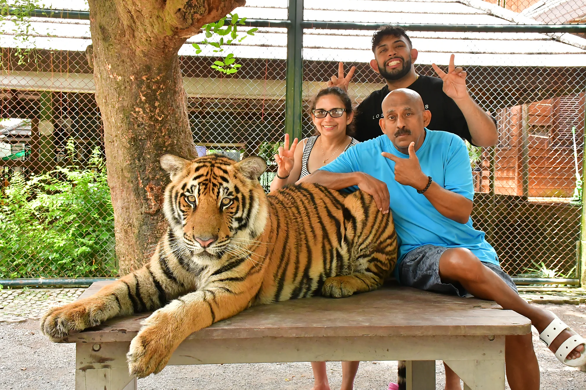 Small tiger resting at Tiger Kingdom Phuket during a close-up wildlife encounter