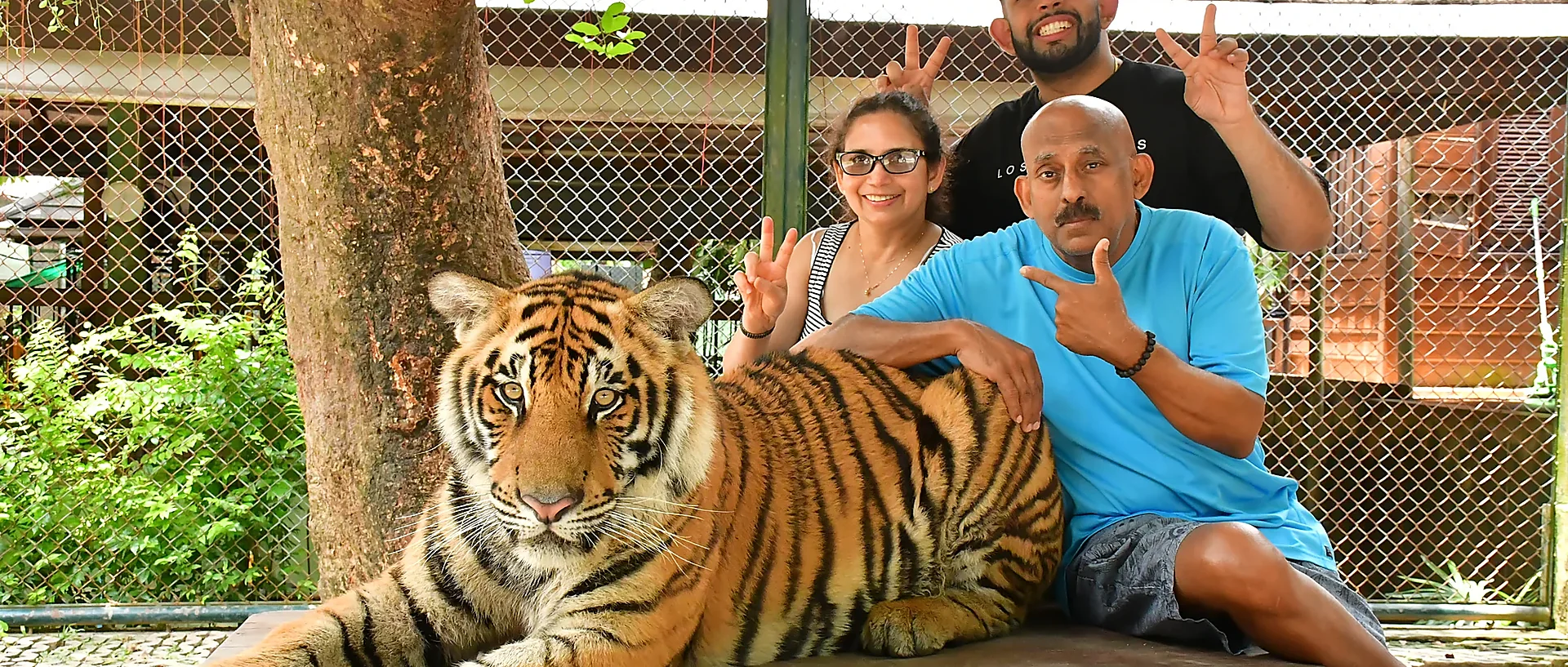 Small tiger resting at Tiger Kingdom Phuket during a close-up wildlife encounter