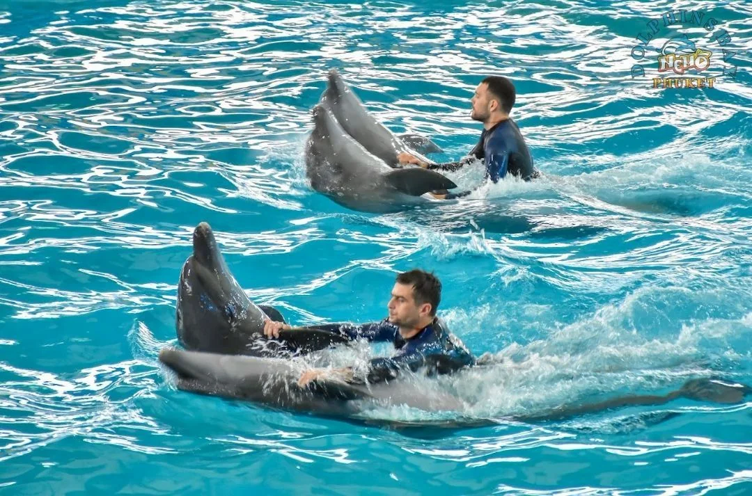 Dolphin (VVIP Seat) row A - (No transfer) — image 21