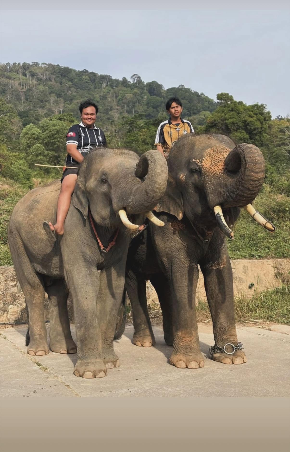 Elephant Trekking 1 hour — image 9