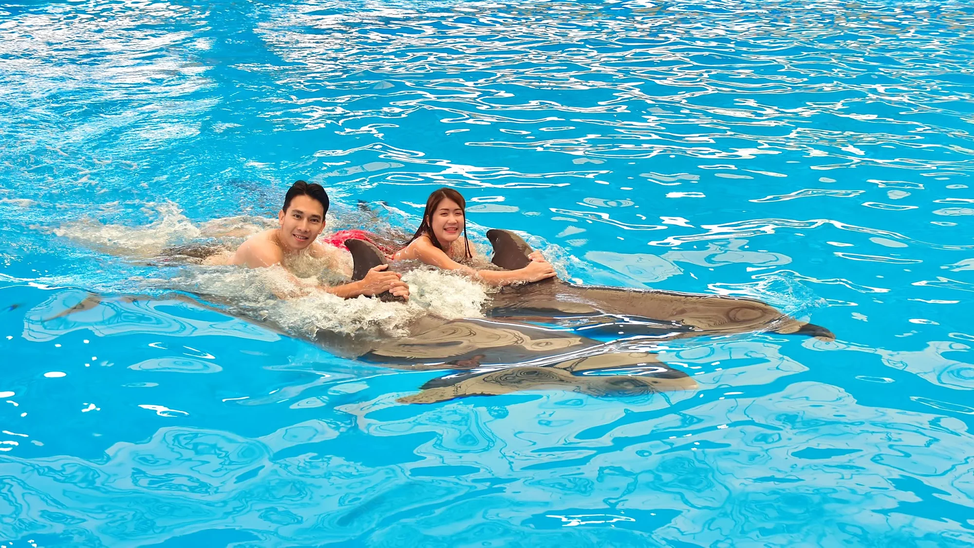 Swimmer alongside a dolphin in clear blue water during a dolphin experience tour in Phuket