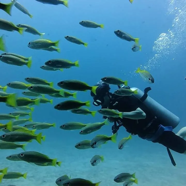 Scuba Diving (Racha Yai Island) - 1  Full Day Trip (For Non Diver) — image 23
