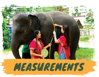Elephant Sanctuary 1.30 hours - Feed & Shower + SIC Transfer - (Morning / Afternoon) — image 12