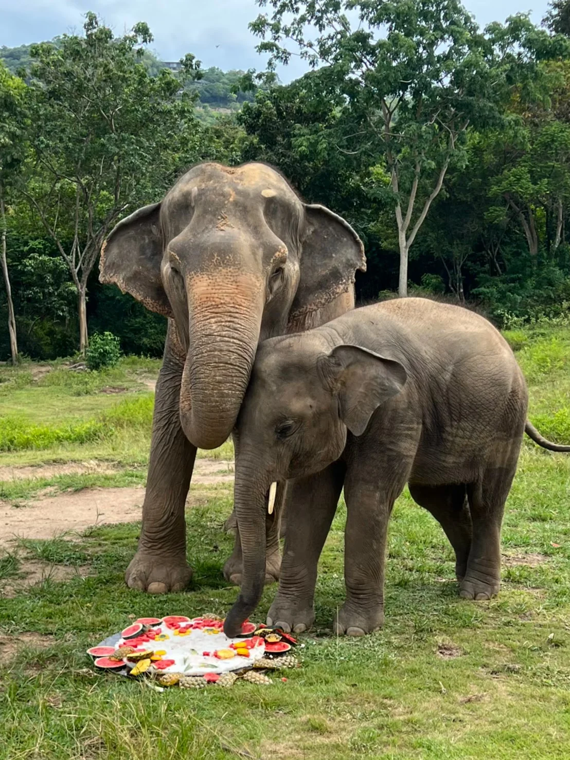 Samui Elephant Sanctuary + Transfer  — image 10