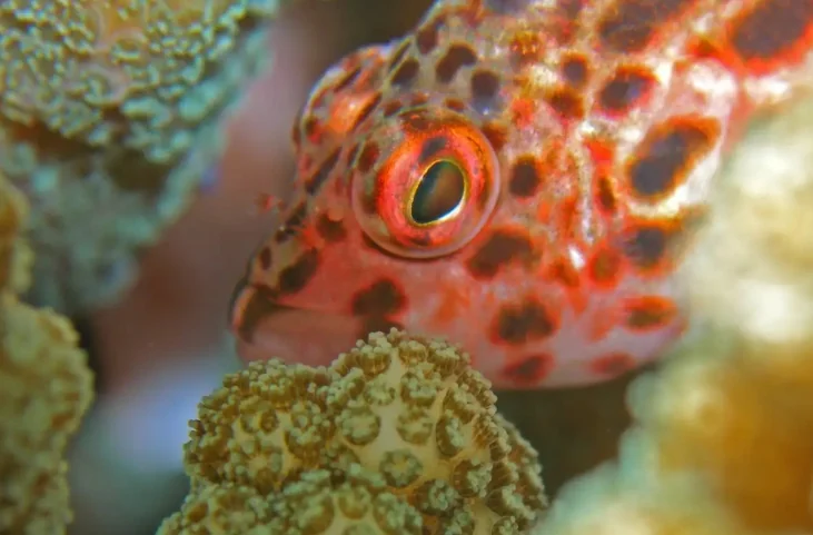 Similan Island (Speed Cantamaran) + Lunch + (National Park Fee) + SIC Transfer  — image 5
