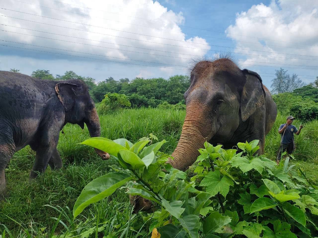The Lake Phuket Elephant Home - Half-Day a Unique Experience (Program A) — image 12
