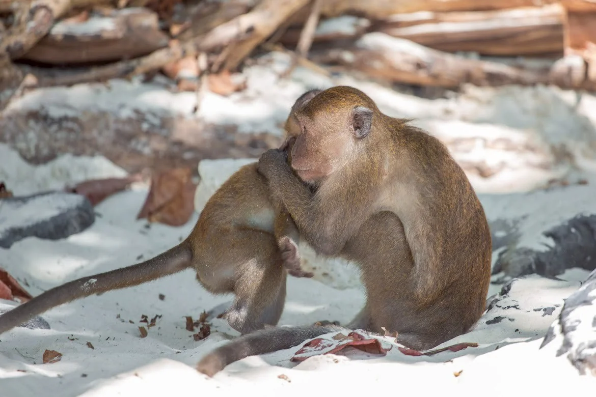 PHI PHI + Maya Bay + Bamboo Island + Buffe Lunch + SIC transfer - (No National Park Fee) *(Depart from Krabi) — image 6