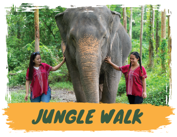 Elephant Sanctuary 1.30 hours - Feed & Shower + SIC Transfer - (Morning / Afternoon) — image 7