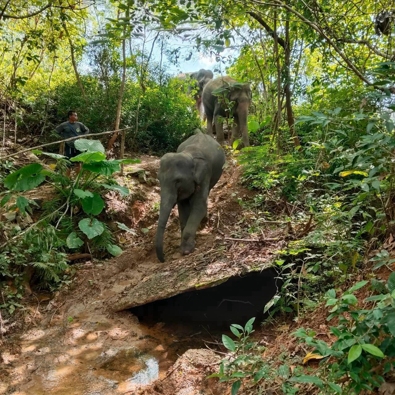 The Lake Phuket Elephant Home - FULLDAY Ethical Unforgettable Experience (Program B)  — image 15