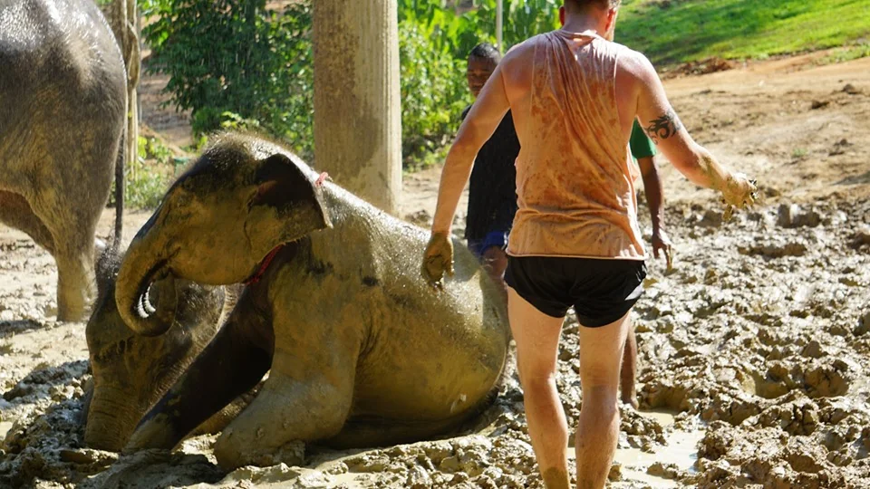 Samui Elephant Spa + Transfer  — image 3