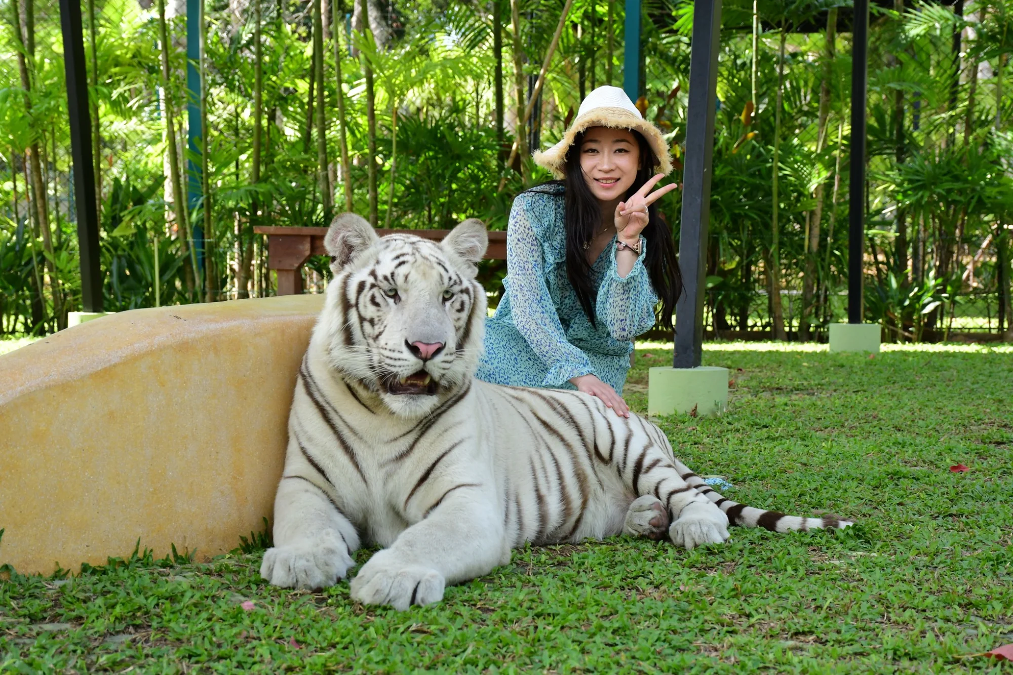 Tiger Park - (Medium Tiger Ticket) - Ticket only- No Transfer