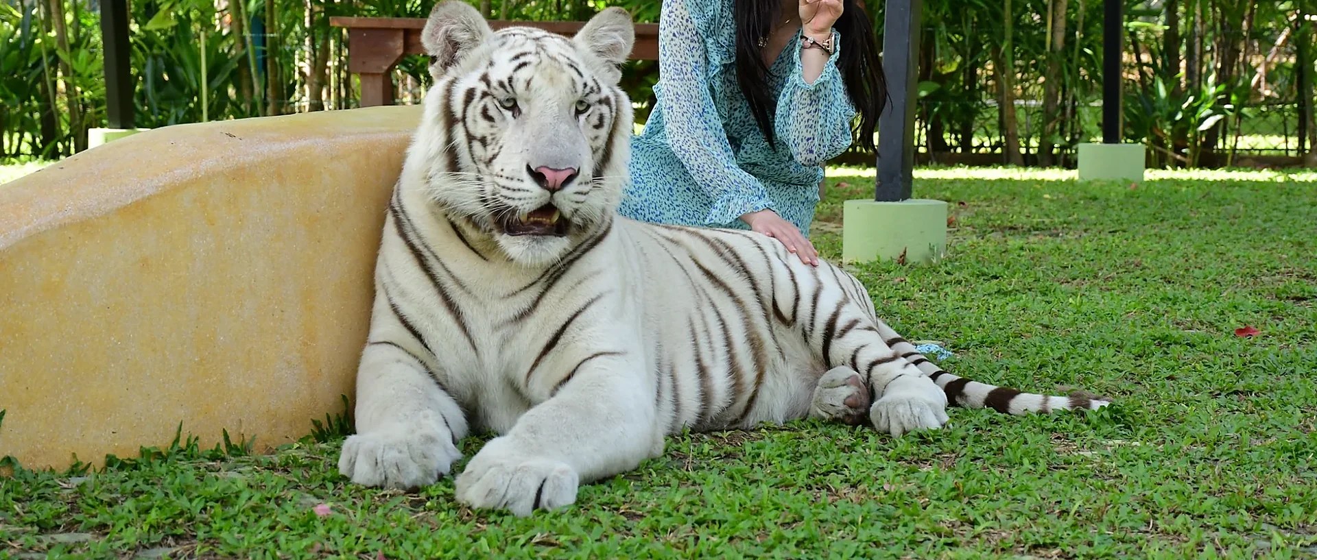 A majestic tiger up close at Tiger Park Phuket, included in the Medium Tiger Ticket experience
