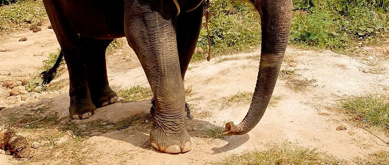 Elephant trekking through lush tropical scenery in Phuket