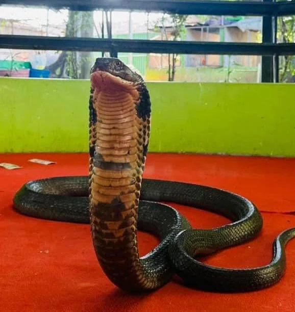 Snake Show — image 1