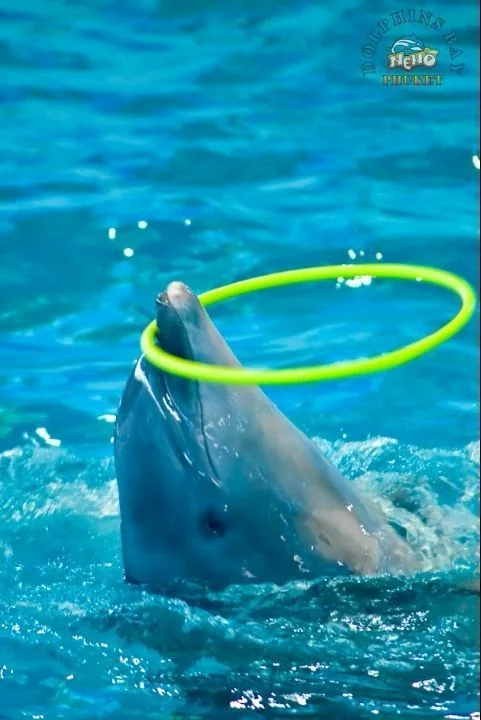 Dolphin (VVIP Seat) row A - (No transfer) — image 14