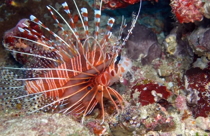 Similan Island (Speed Cantamaran) + Lunch + (National Park Fee) + SIC Transfer  — image 10