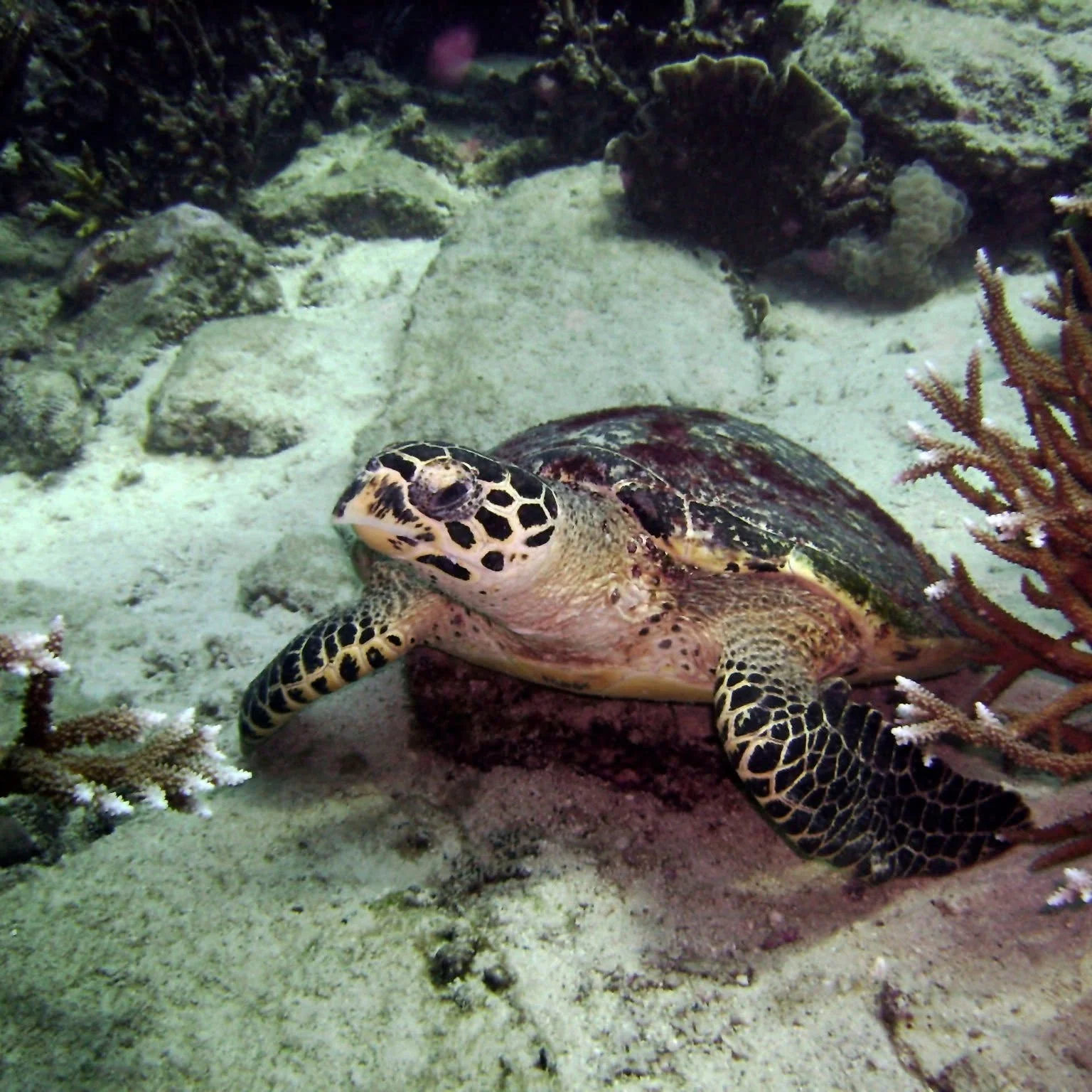 Scuba Diving - 3 Dives - (King Cruiser, Shark Point & Koh Dok Mai) - 1  Full Day Trip — image 9