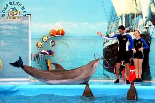 Dolphin (Deluxe Seat) row C, D - (No transfer) — image 15
