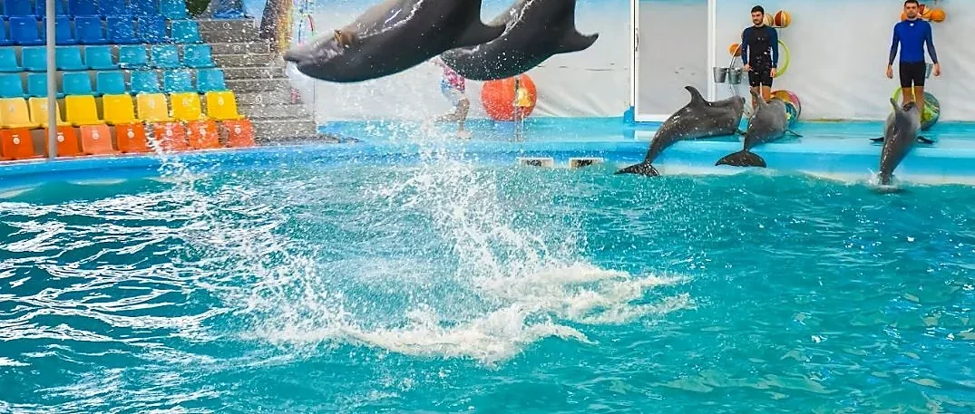 VIP front-row seats on a dolphin show tour in Phuket with close-up ocean views