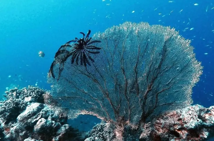 Surin Island (Speed Cantamaran) + Lunch + (National Park Fee) + SIC Transfer — image 18