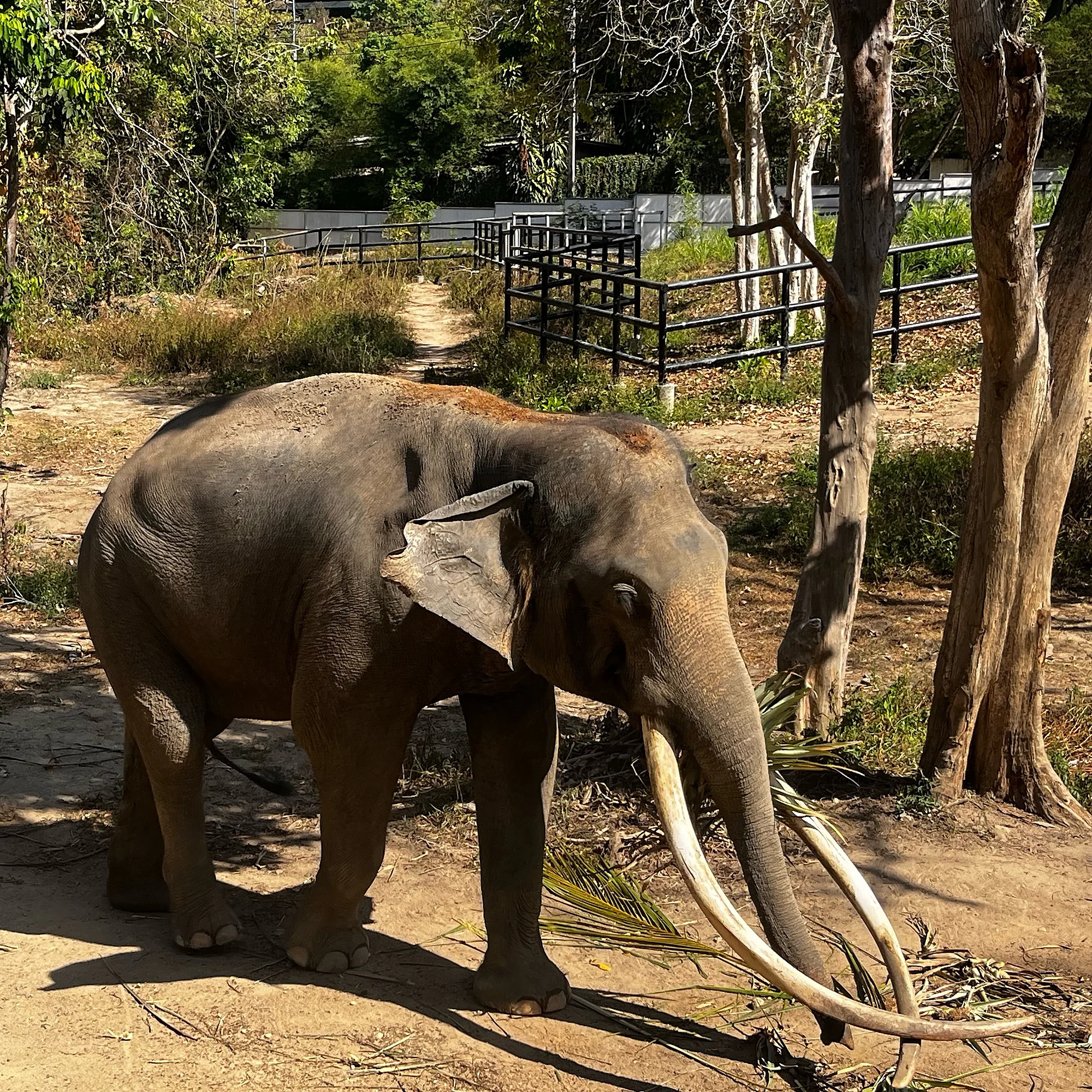 Samui Elephant Sanctuary + Transfer  — image 7