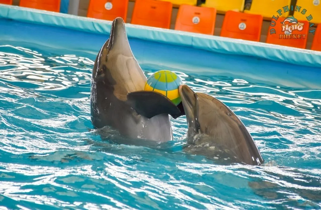 Swimming with dolphin - Free (Regular Seat) row E, F, G -  (No transfer) — image 10