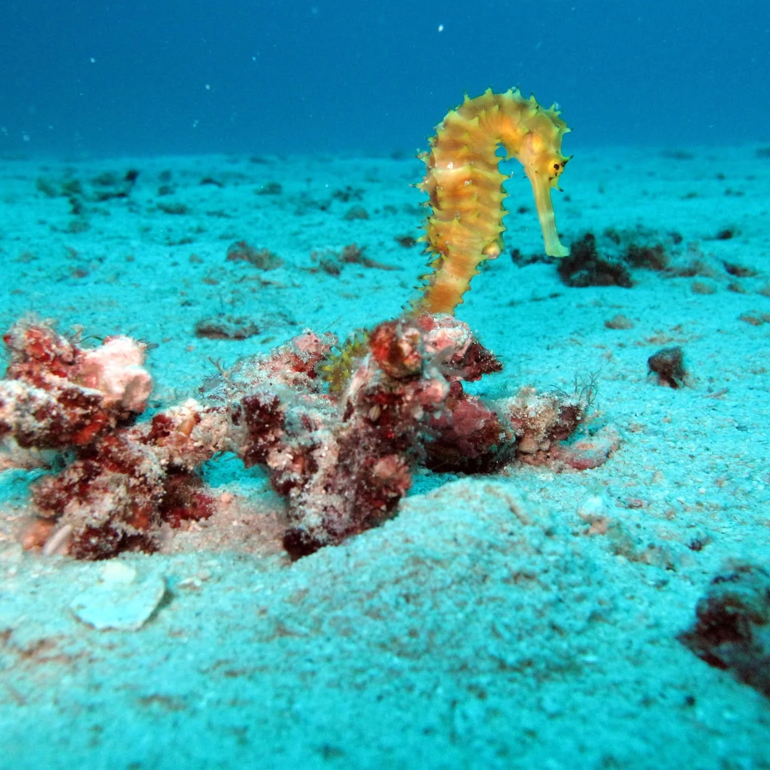 Scuba Diving (Racha Yai Island) - 1  Full Day Trip (For Non Diver) — image 6