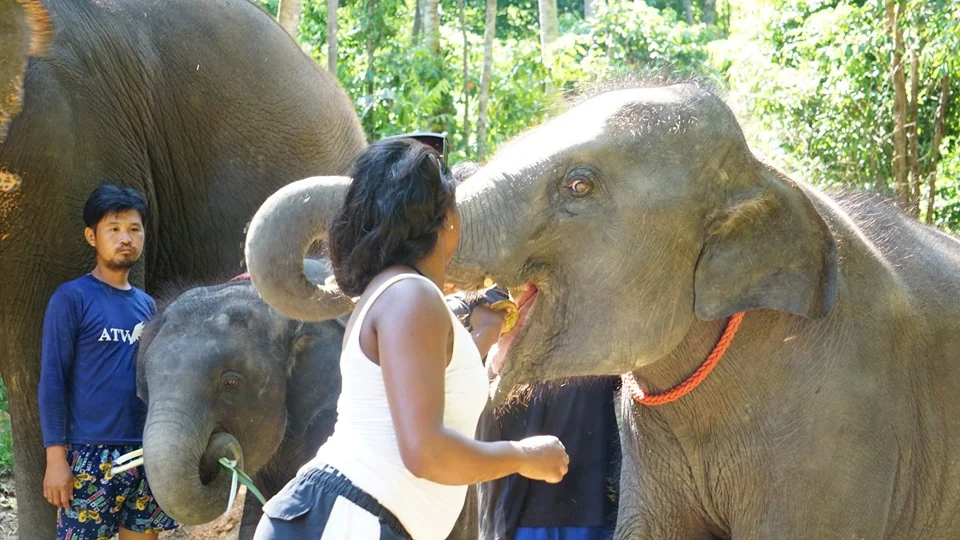 Samui Elephant Spa + Transfer  — image 1