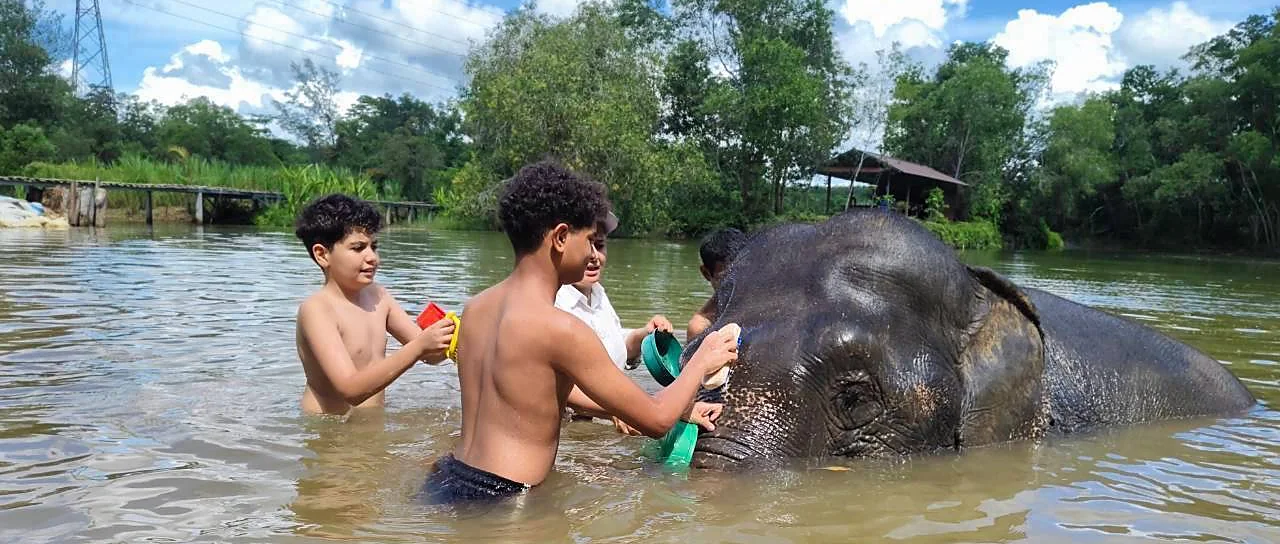 Elephant wading through a tranquil lake surrounded by lush jungle on a half-day tour in Phuket
