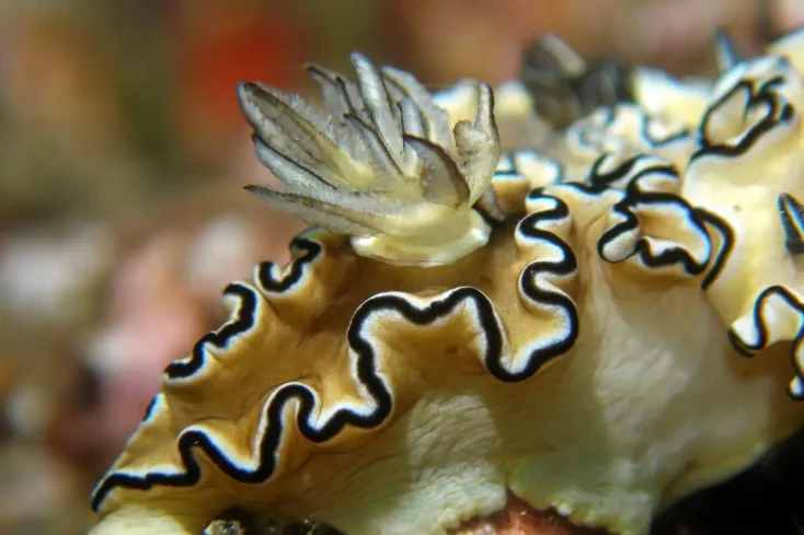 Similan Island (Speed Cantamaran) + Lunch + (National Park Fee) + SIC Transfer  — image 9