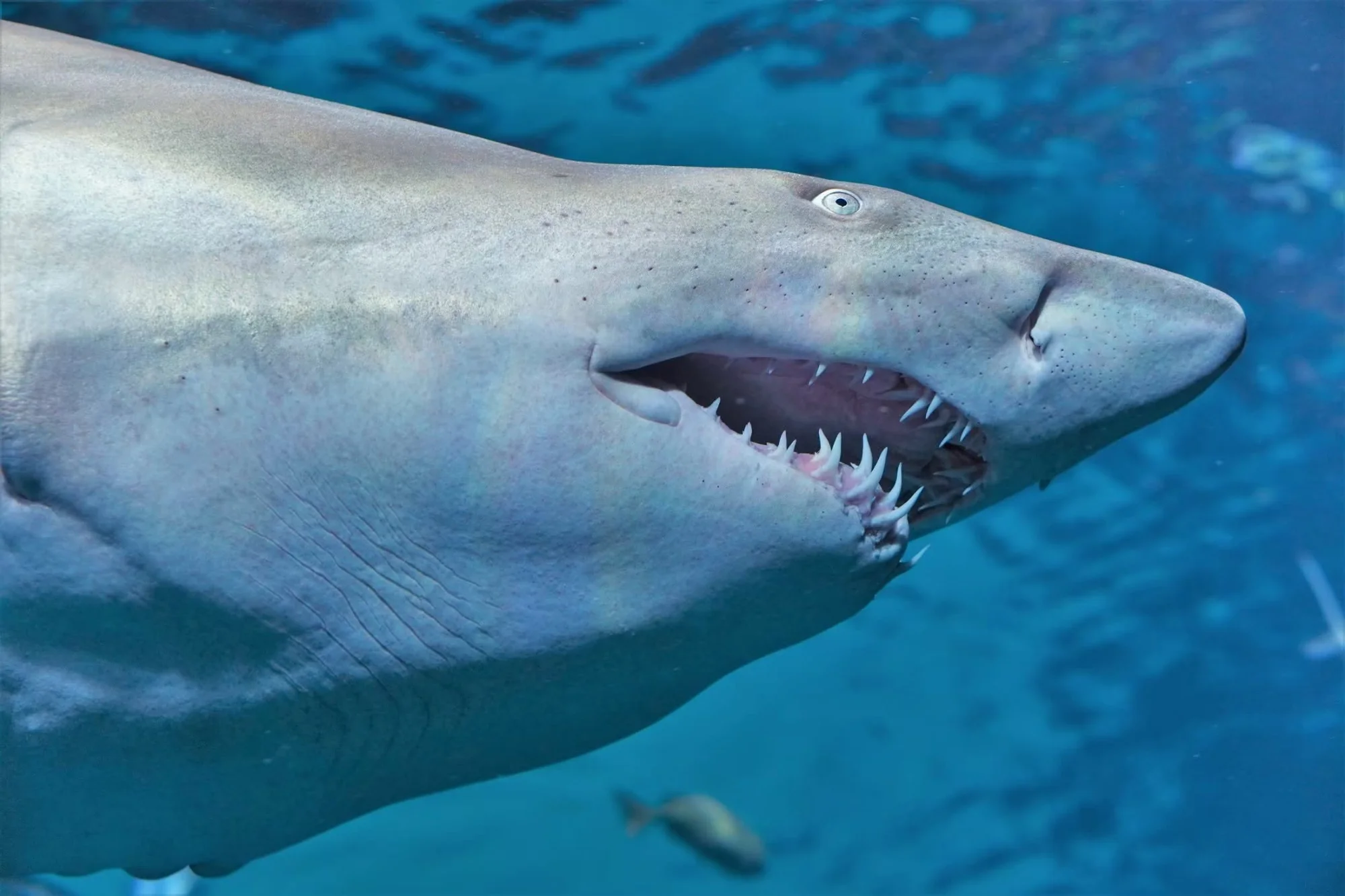 Aquaria Phuket (Underwater) + MAYA Media Art Museum Combo - (Worldwide Market) — image 2