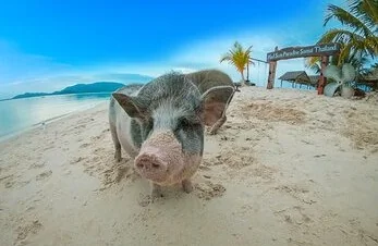 Koh Tan & Pig Island (Koh Mudsum) by Speed Boat + SIC Transfer (Include admission fee) — image 2