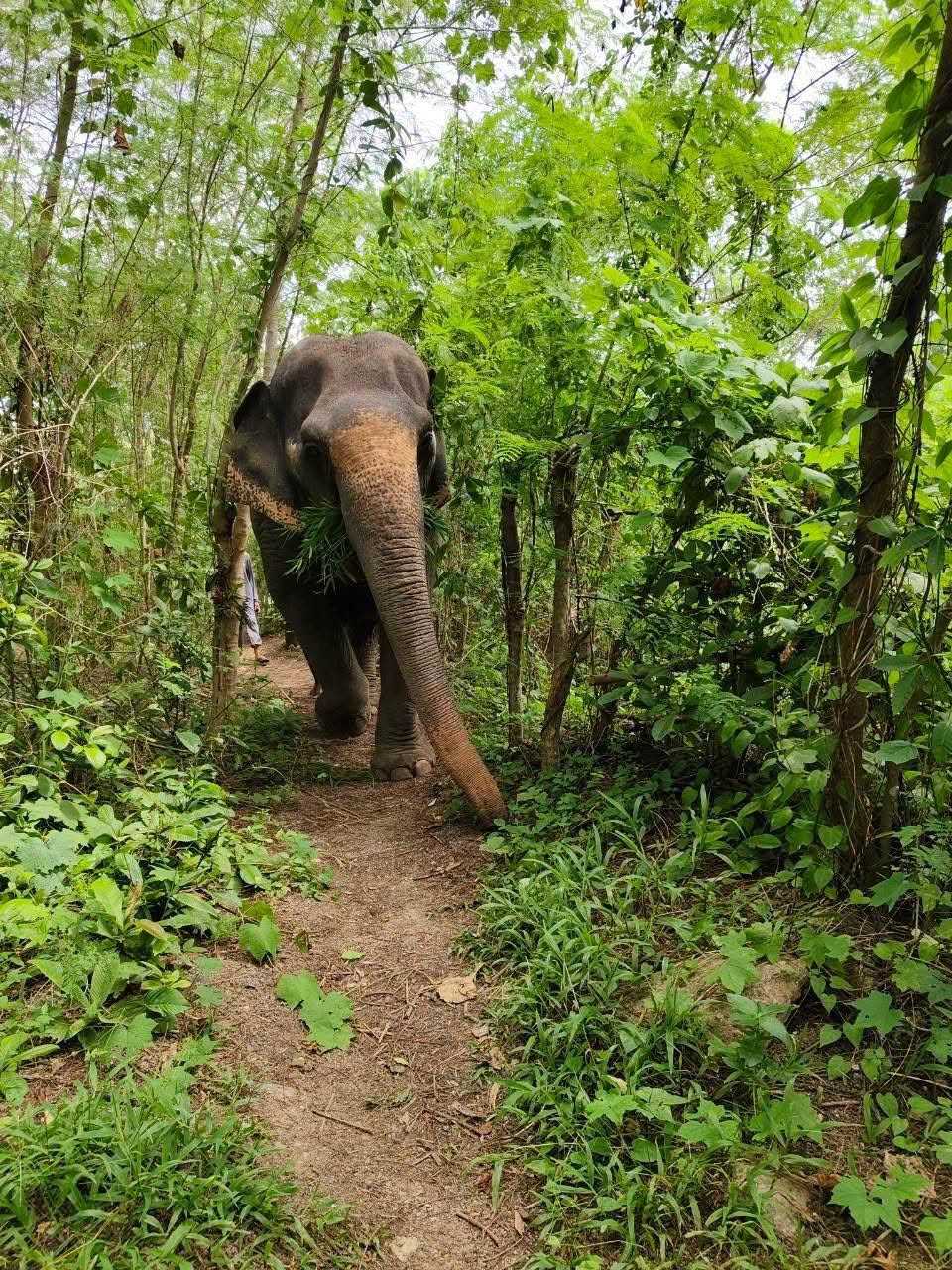 The Lake Phuket Elephant Home - Half-Day a Unique Experience (Program A) — image 4