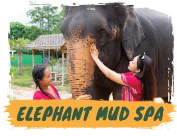 Elephant Sanctuary 3 Hrs. + Lunch + Not incl. Transfer - (Morning / Afternoon) — image 3