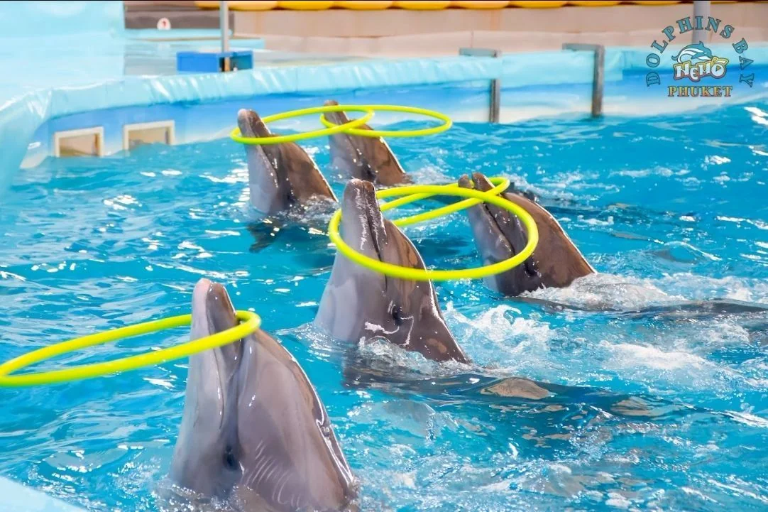 Swimming with dolphin - Free (Regular Seat) row E, F, G -  (No transfer) — image 9