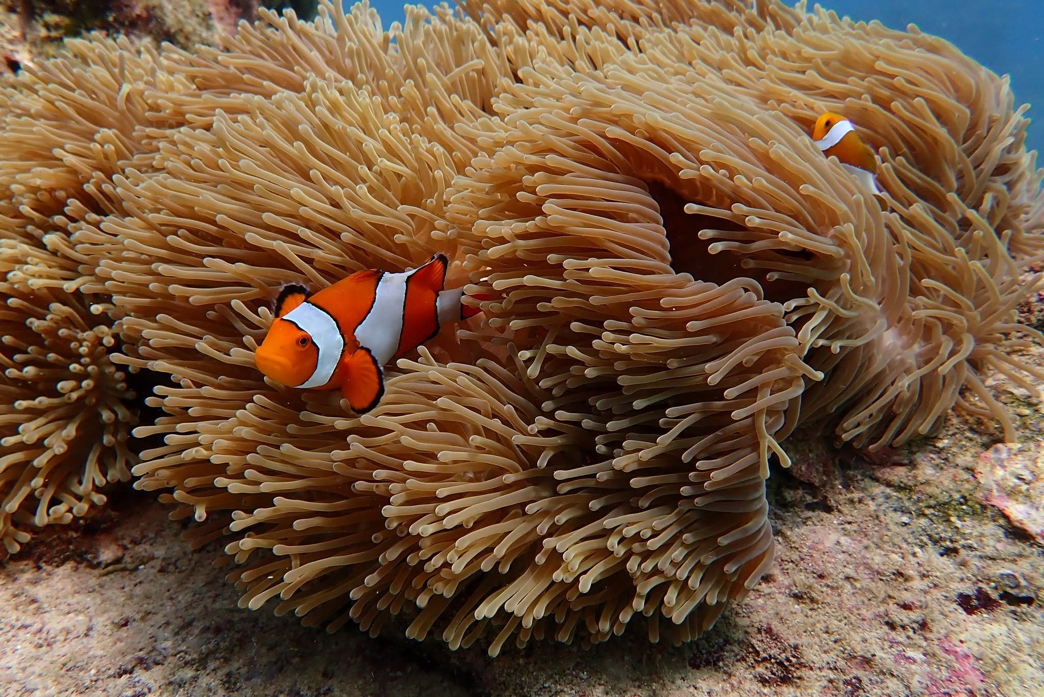 Scuba Diving - 3 Dives - (King Cruiser, Shark Point & Koh Dok Mai) - 1  Full Day Trip — image 5