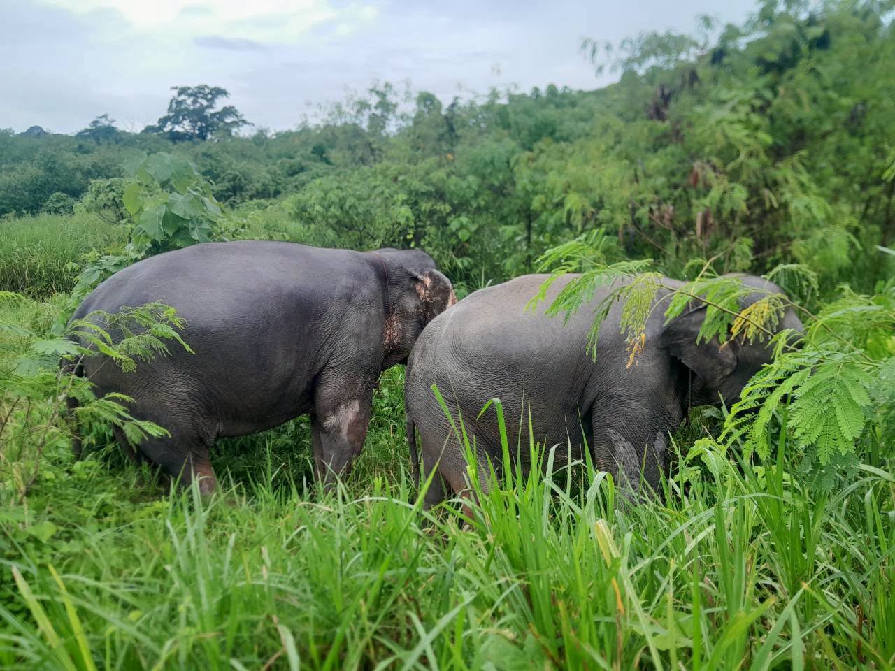 The Lake Phuket Elephant Home - Half-Day a Unique Experience (Program A) — image 1