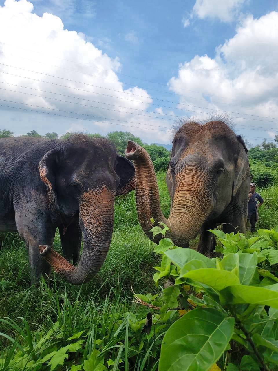 The Lake Phuket Elephant Home - Half-Day a Unique Experience (Program A) — image 11
