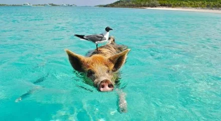 Koh Tan & Pig Island (Koh Mudsum) by Speed Boat + SIC Transfer (Include admission fee) — image 1