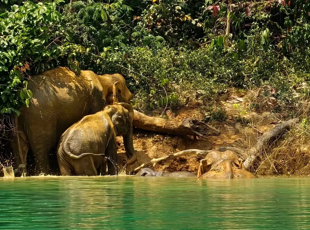 Khao Sok - Cheow Lan Lake (1 Day Tour) + Lunch + National Park Fee + SIC Transfer  — image 5