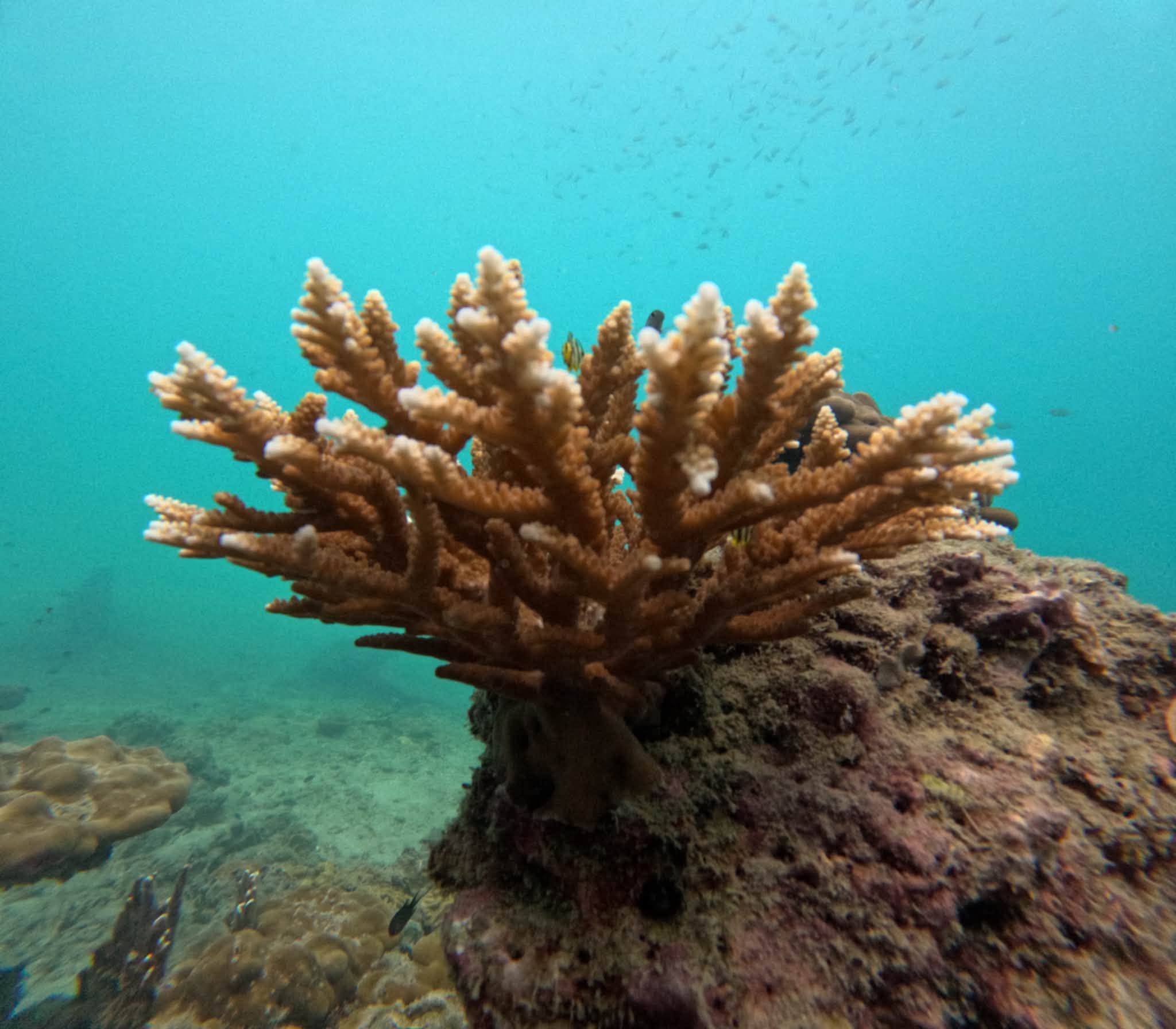 Koh Rok + Koh Ha Island Tour (By Speed Boat) + Lunch + SIC Transfer (Included National Park Fee)  — image 11